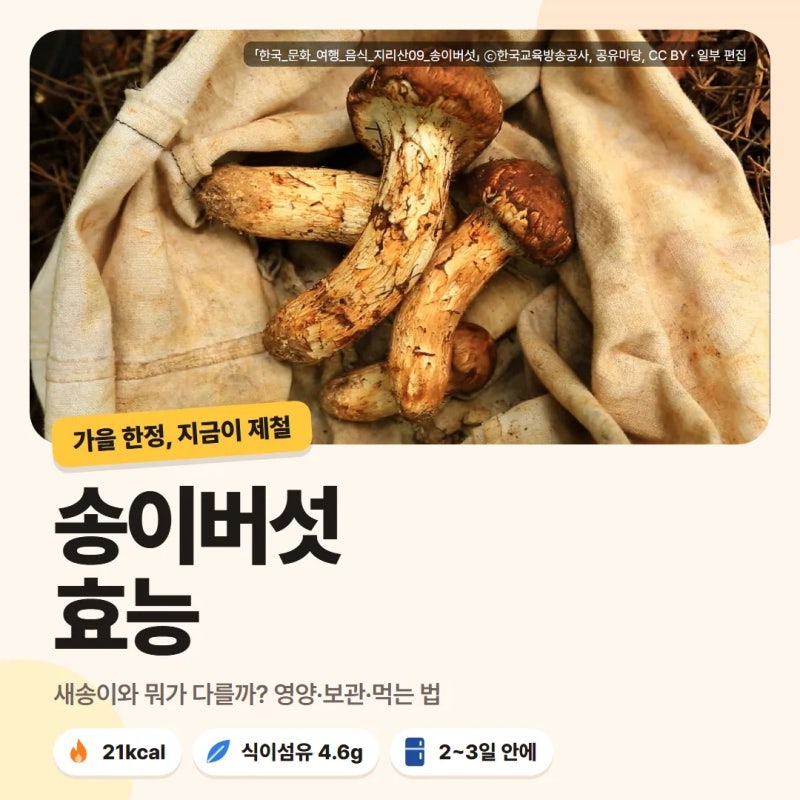 송이버섯 효능 새송이와 다른 점과 보관법 먹는 법 정리