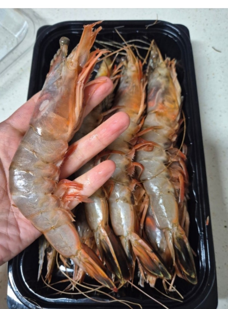 대하 추천 1kg 후기 "자연산 암대하 받아보니 압도적 크기.. 흰다리새우랑 비교불가 크기도 맛....