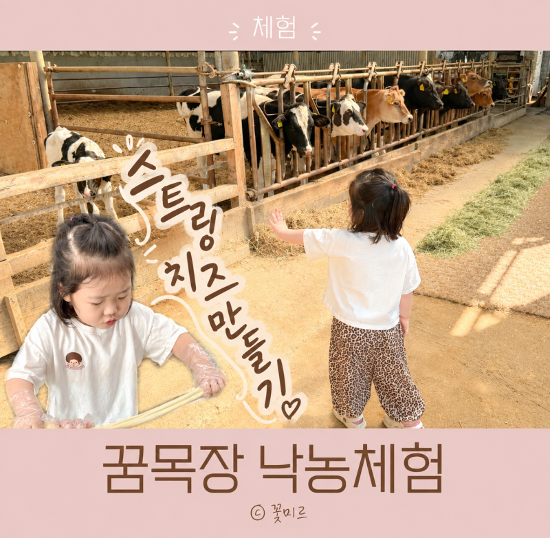 김포 꿈목장 낙농체험 스트링치즈 만들기 & 송아지 우유주기