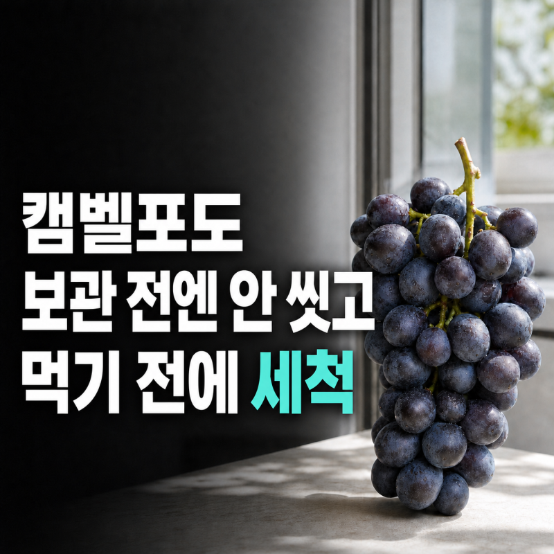 캠벨포도 보관법, 냉장 전에 씻으면 더 오래갈까?