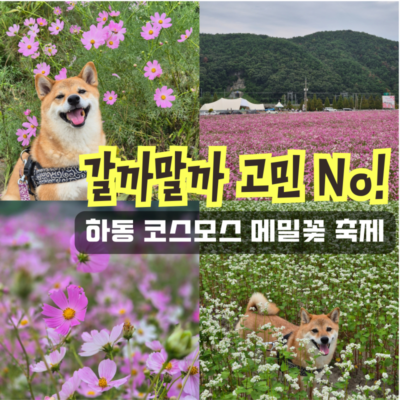 "갈까말까 고민 No!" 직접 방문한 하동 북천 코스모스 메밀꽃축제 입장료 애견동반 경남 꽃구....