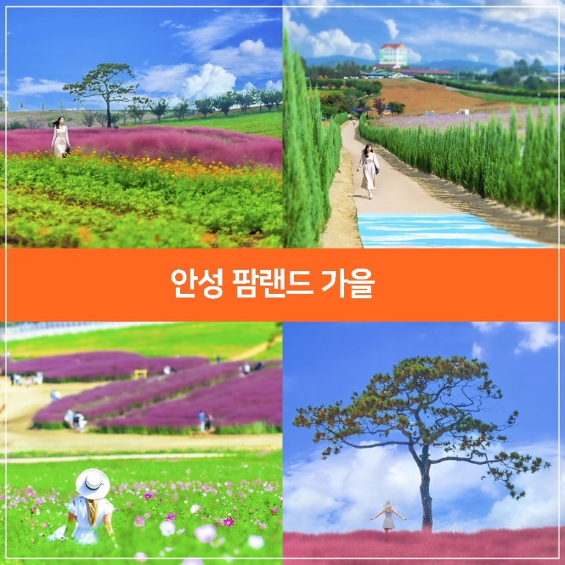 안성 팜랜드 핑크뮬리, 경기도 나들이 안성 핑크뮬리 정보