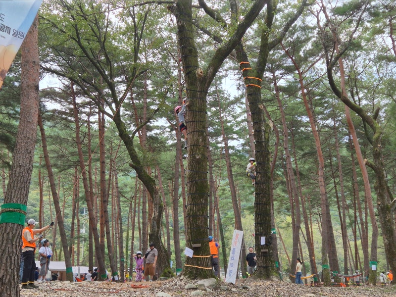 인제 가을꽃 축제 아이와 가볼만한곳, 숲속 놀이터와 산책로 총정리