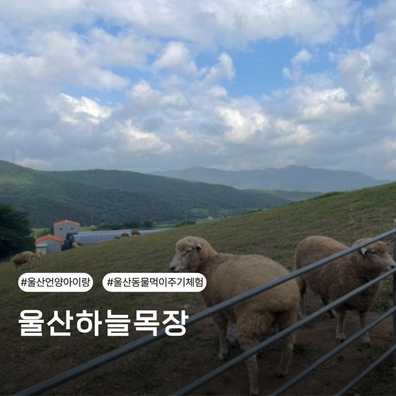 Revisiting Ulsan Haneul Ranch with My Child in Eonyang: From Animal Feeding to the Playground