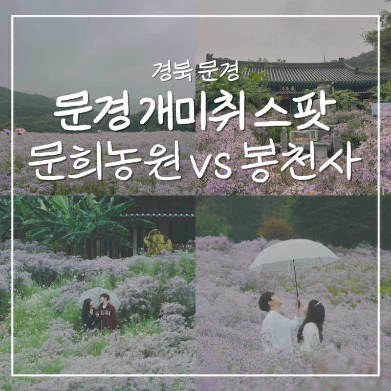 경북 문경 개미취 문희농원 봉천사 비교 입장료 주차 비오는날 후기