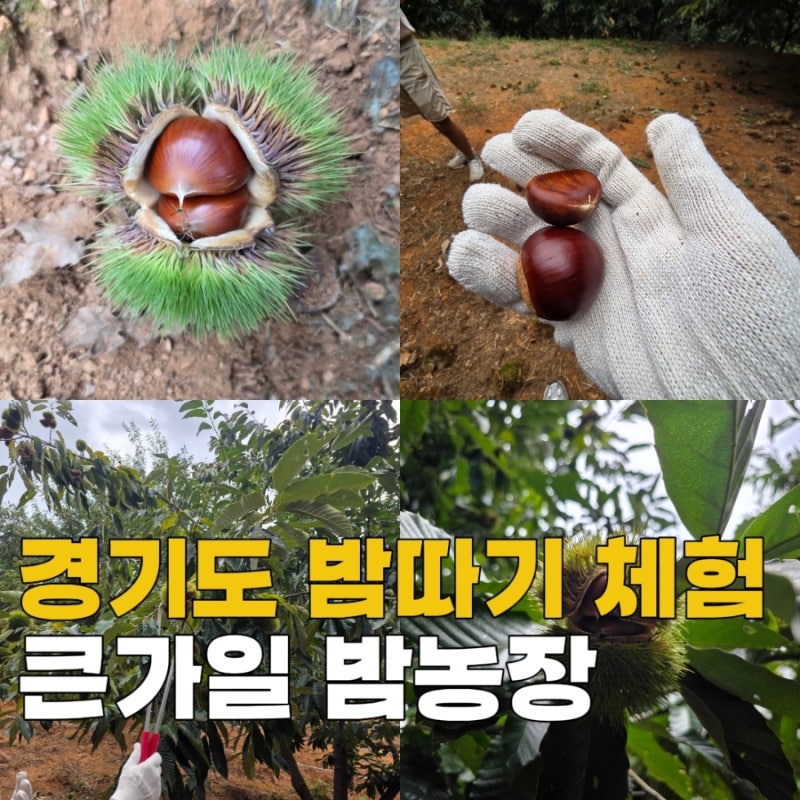 [경기도 시흥] 큰가일밤농장 아이랑 밤따기 체험 솔직후기 |가격, 예약, 준비물