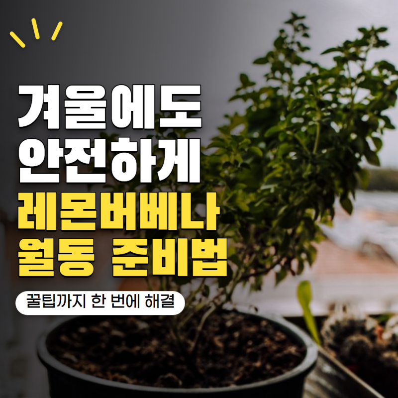 레몬버베나 키우기 겨울에도 살아남을까? 향 진한 허브 월동 준비법