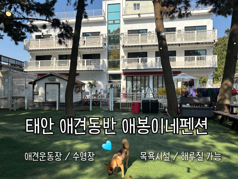 태안 애견동반 숙소 [애봉이네 펜션] 애견수영장과 애견운동장, 해루질 가능한 바다 앞 펜션 ....