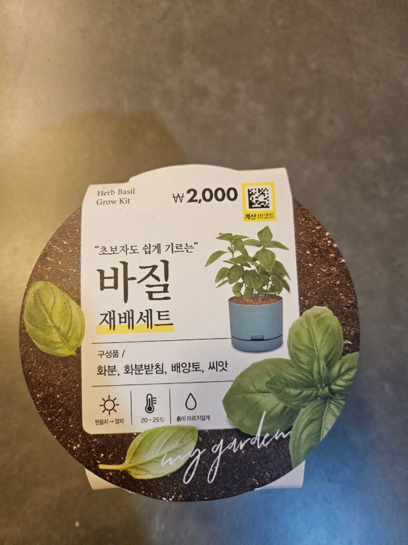 다이소 바질 키우기｜초보도 쉽게 할 수 있을까?