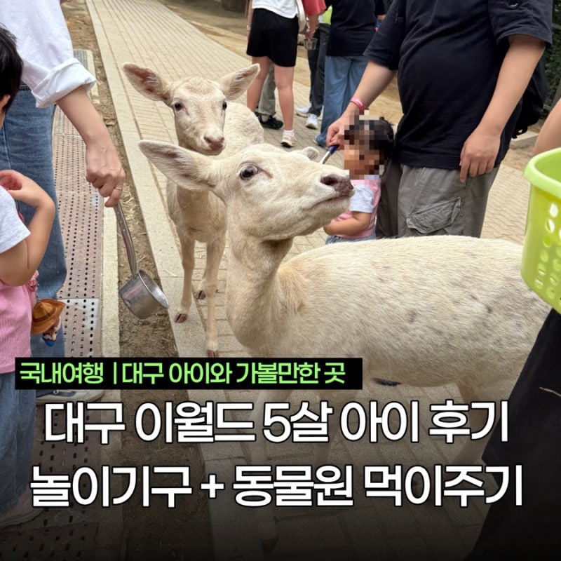대구 이월드 5살 아이 후기｜놀이기구 + 동물원 먹이주기