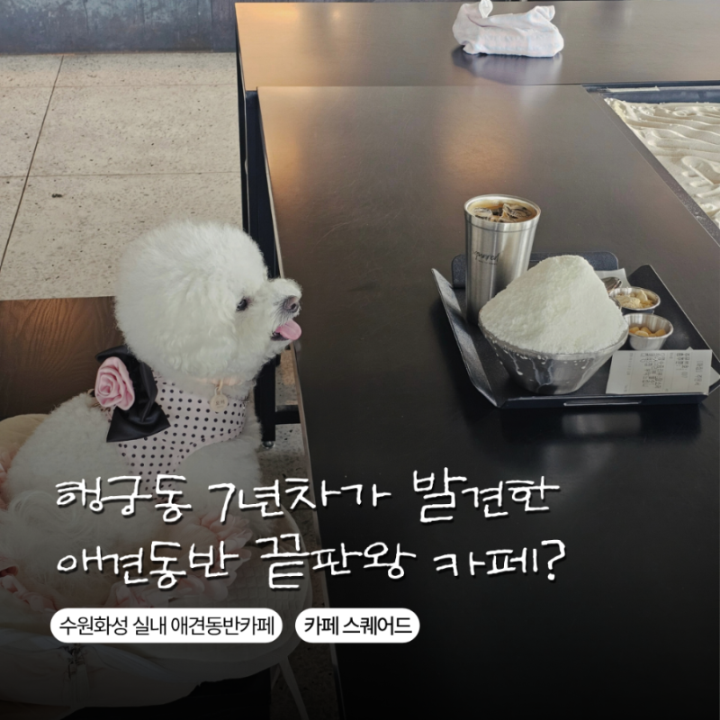 [수원 화성행궁] 행리단길 실내 애견동반 카페! 자연 모래 쇠맛 감성 & 인절미빙수 맛집 '카페....