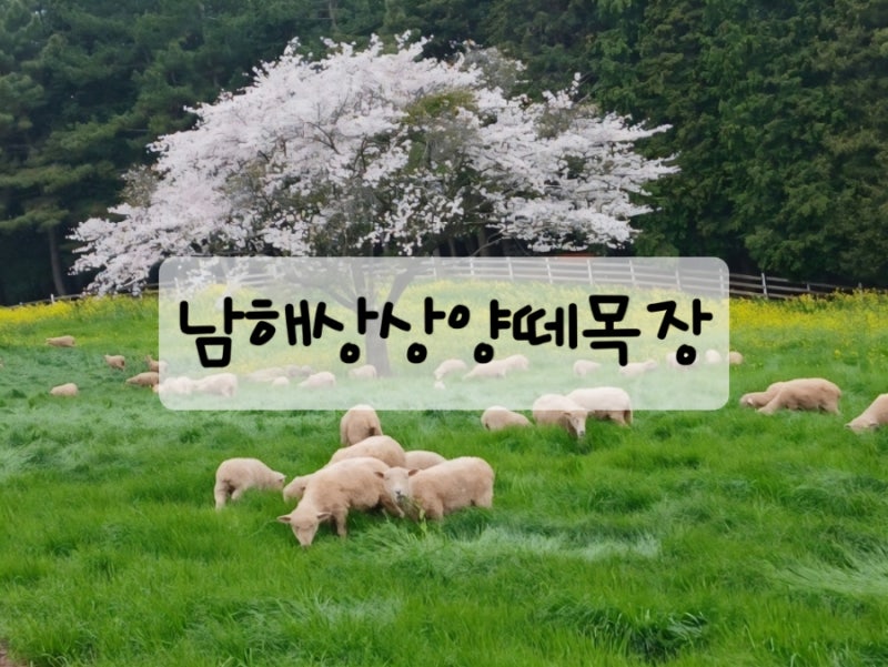 남해아이랑 가볼만한곳 남해상상양떼목장