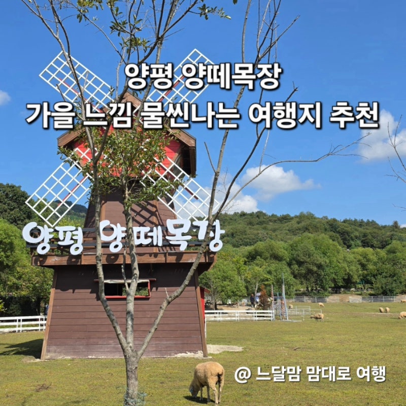 양평 양떼목장 가평 양평 아이와 가볼만한곳 가을나들이 느낌이 물씬