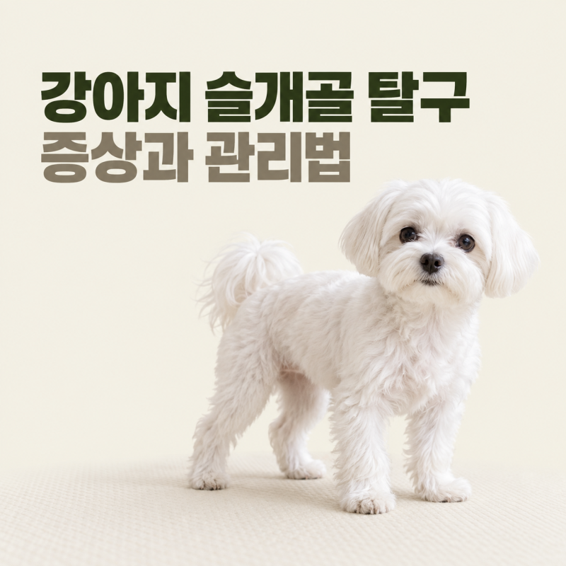 강아지 슬개골 탈구 증상과 1~4기 관리법: 수술 비용 기준과 펫보험 청구 팁