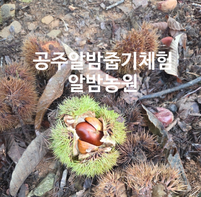 공주 가볼만한 곳 알밤줍기 체험 공주알밤농원