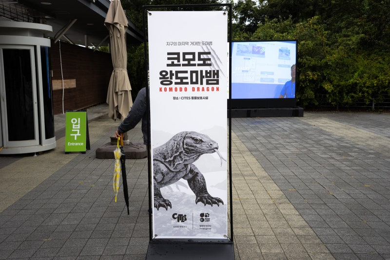국립생태원 코모도왕도마뱀 전시 다녀왔습니다.