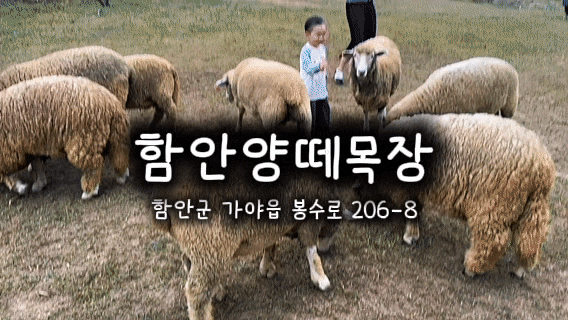 함안양떼목장 함안 아이와 가볼만한곳, 염소 먹이주기부터 포니말 빗질까지