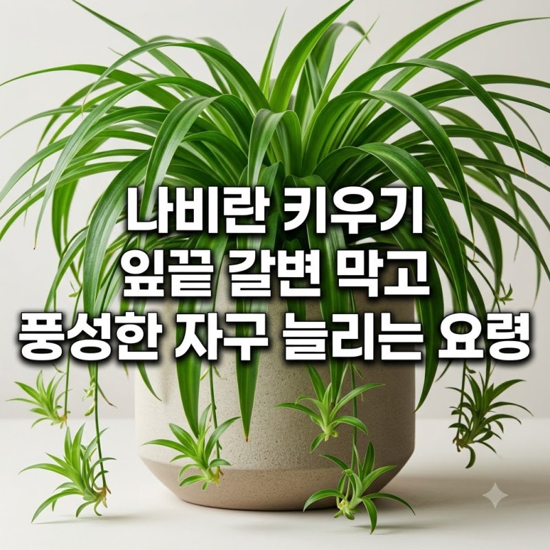 나비란 키우기 잎끝 갈변 막고 풍성한 자구 늘리는 요령