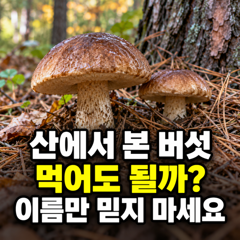 "산에서 발견한 버섯, 먹어도 될까?" 소나무밤버섯 구별이 중요한 이유