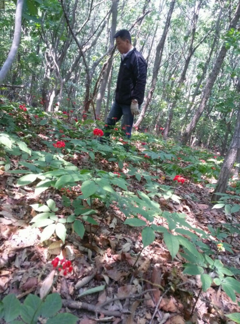 [광고] 강화도 산양삼 10년근 담금주 담그는 방법과 비율