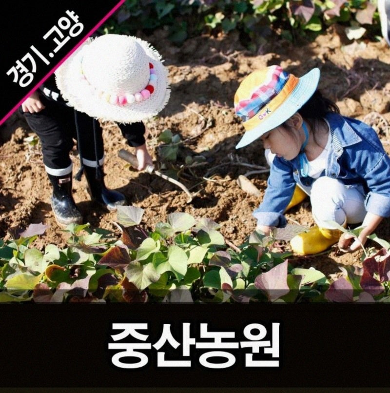 고양시 근교에서 즐기는 트랙터 타고 고구마 땅콩 캐기 체험 후기