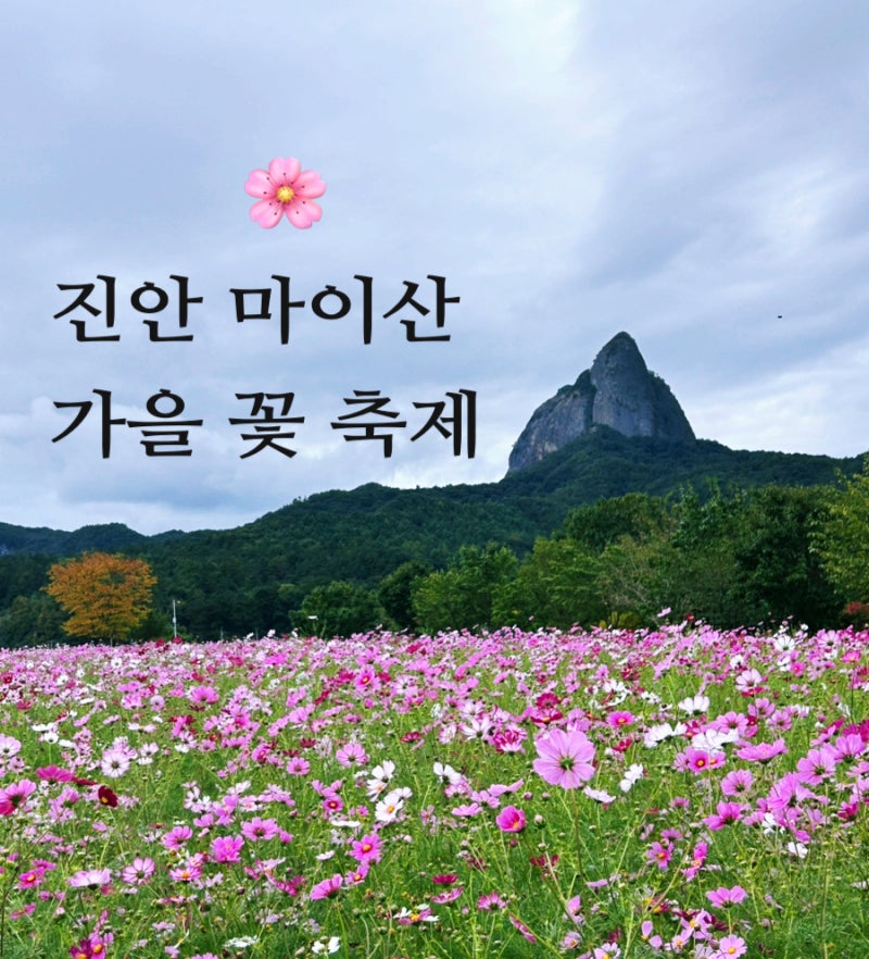 진안 마이산 가을 꽃축제｜9월 26일 개화상태, 코스모스 해바라기