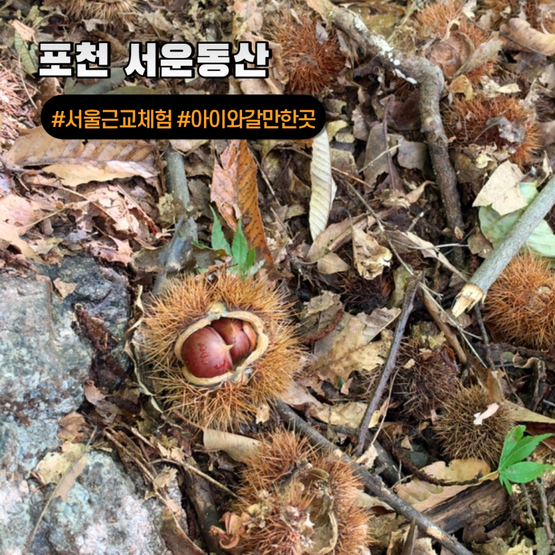 서울근교 아이와 가볼만한곳 포천 서운동산 밤줍기 동물 먹이주기체험 가을명소 나들이 추....