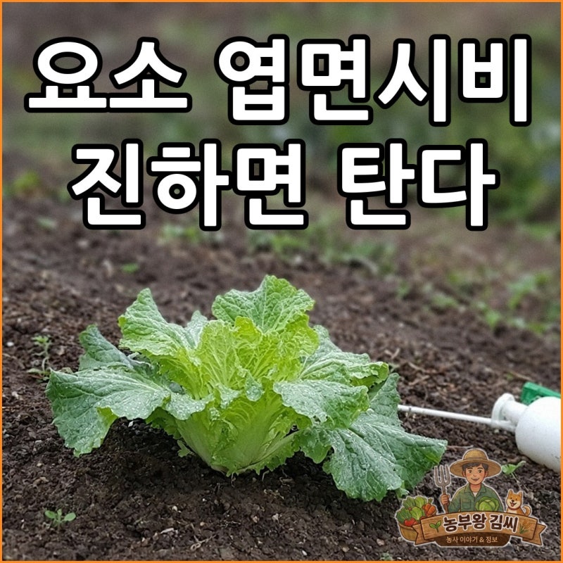 "빠르다고 진하게 탔다간" 김장배추 요소 엽면시비 0.2% 희석 비율, 배추 웃거름 시기와 양 기....