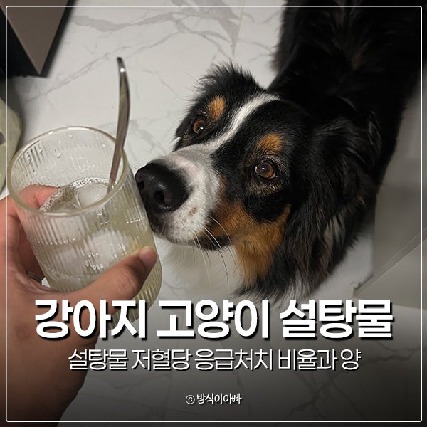 강아지 고양이 설탕물 저혈당 응급처치 비율과 양