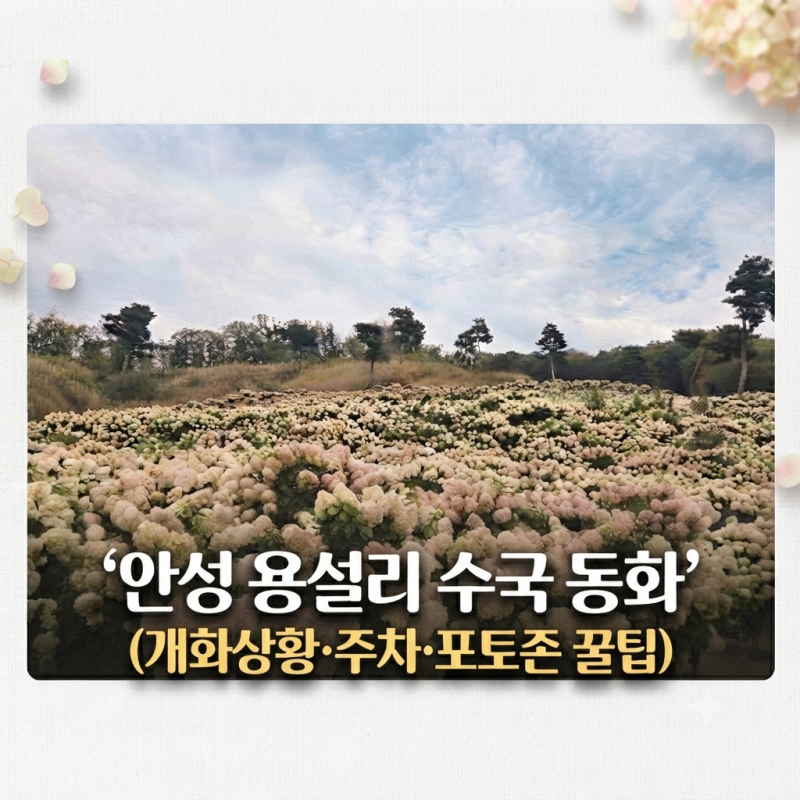안성 용설 수국축제 2026 가을 유럽수국 총정리 | 주소·주차·개화상황·유모차·애견동반