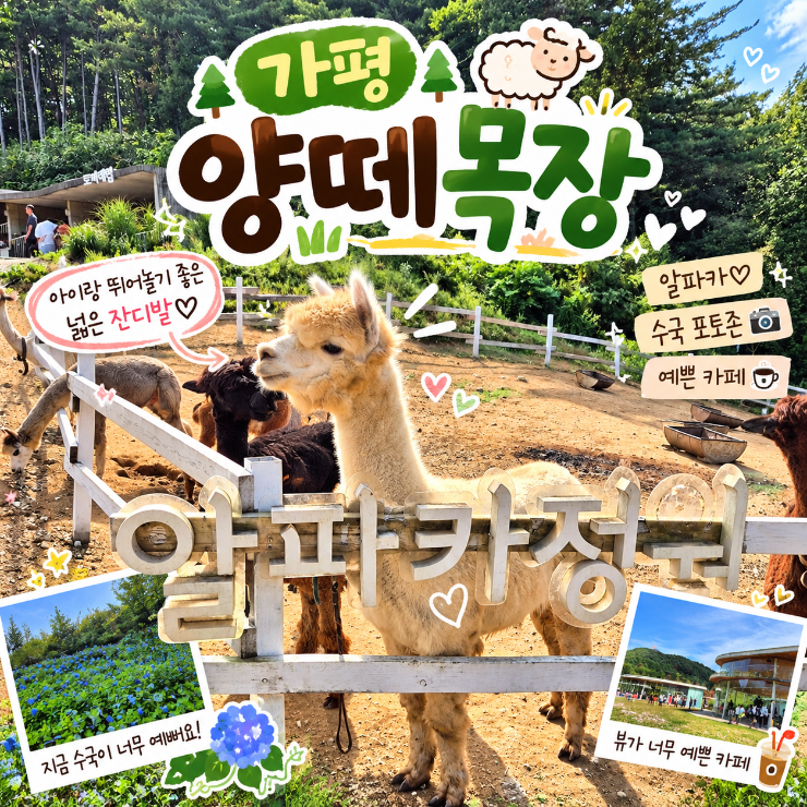 가평 양떼목장 솔직후기｜서울근교 아이랑 가볼만한곳, 데이트로 추천