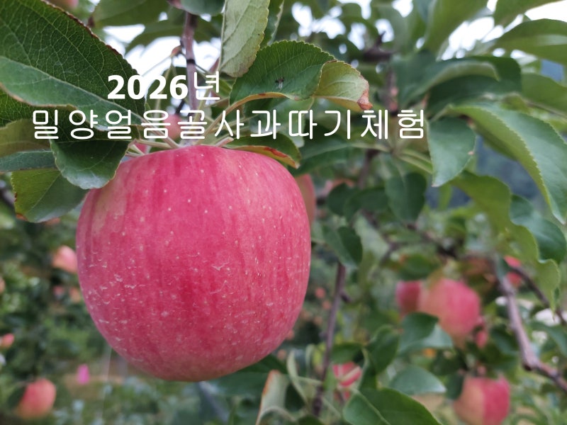 2026년 밀양얼음골사과따기체험 시작합니다