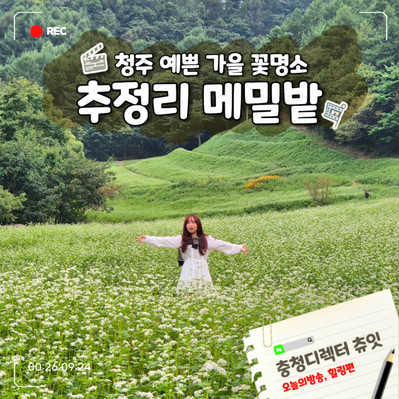 청주 가을꽃 명소 추정리 메밀꽃밭 주차장 꿀팁 9월 24일 방문 현황