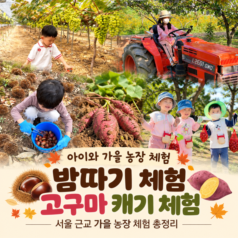 아이와 밤따기 체험 및 고구마 캐기, 배 따기 체험까지 가을 농장 체험 총정리