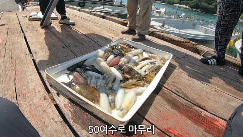 무늬 오징어 캐스팅 과 팁런을 한번에(통영 연명항)