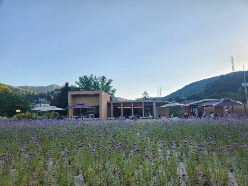Sayusaek, a Pet-Friendly Cafe in Pocheon: A Place with a Spacious Garden and Beautiful Verbena Flowers