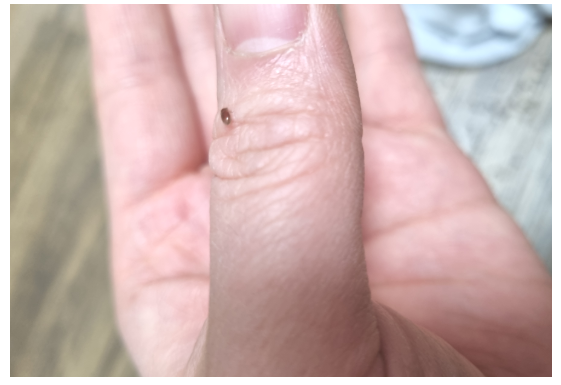 권연벌레 퇴치제 종류별 효과 비교 및 퇴치법