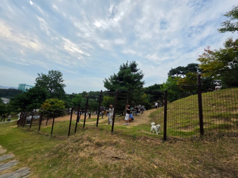 용인 대형 애견카페 테일45 후기｜5천평 애견운동장+레스토랑 강아지랑 하루 나들이