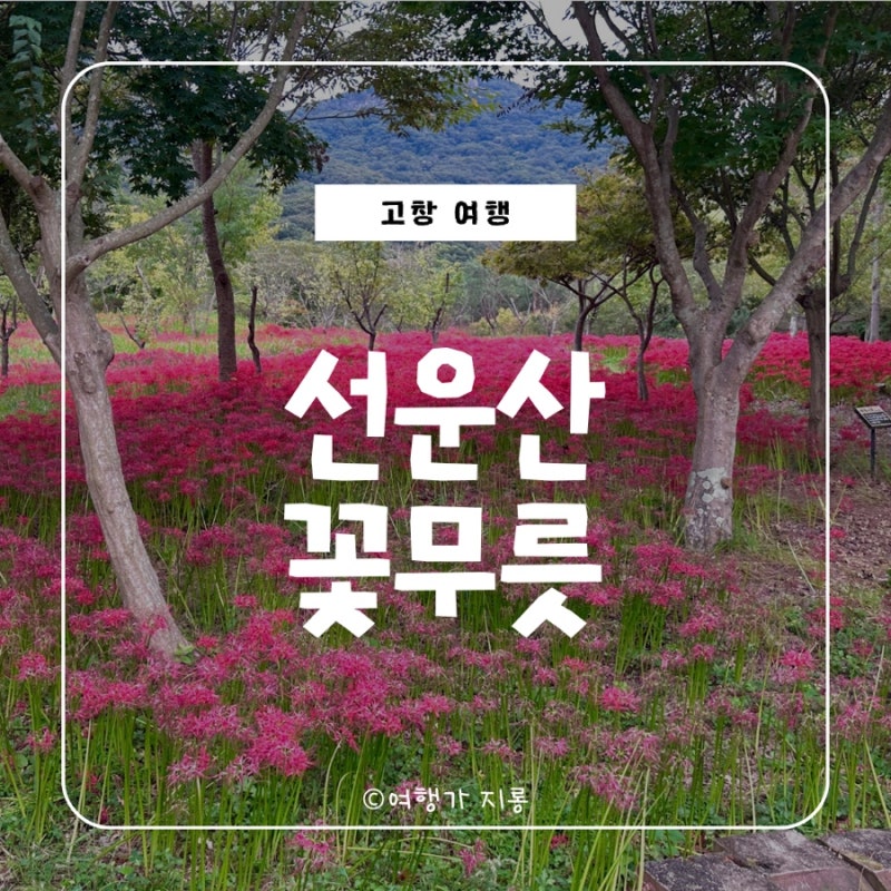 고창 애견동반 가을 여행 추천, 선운산 꽃무릇 절정에 다녀온 후기