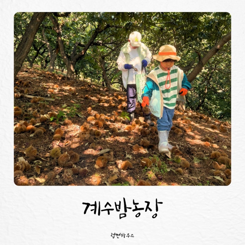 시흥 계수밤농장 아이와 밤줍기 체험 준비물 보관법