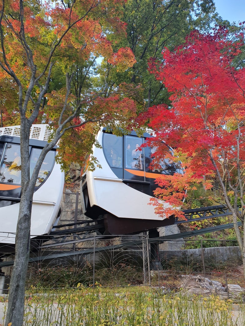 화담숲 모노레일 꼭 타야 할까? 단풍철 직접 타본 후기