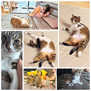 고등어 태비 고양이 빵지, 한 손에 쏙 들어오던 크리스마스 선물♥