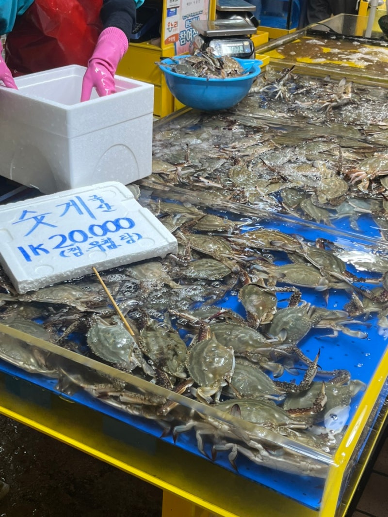 가을 숫 꽃게 제철 시기 | 연안부두 인천종합어시장 주차 꽃게찜 시간 웅진상회