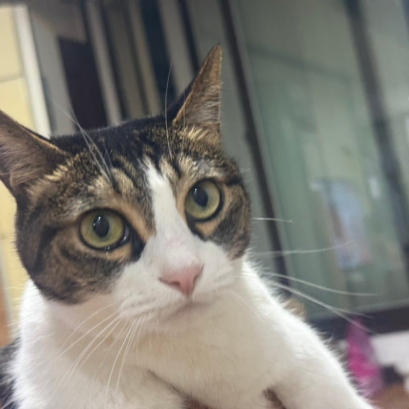 ⬛ 코리안숏헤어 고등어태비 예쁜 고양이 요즘 근황