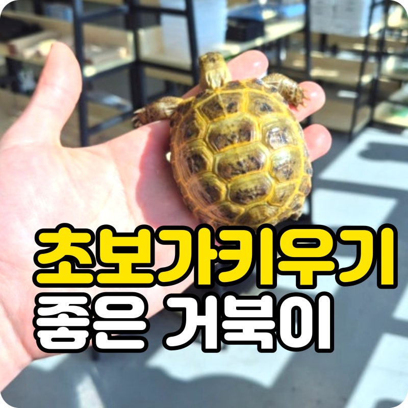 초보가 키우기 좋은 거북이 종류는? 반수생거북부터 육지거북까지 특징