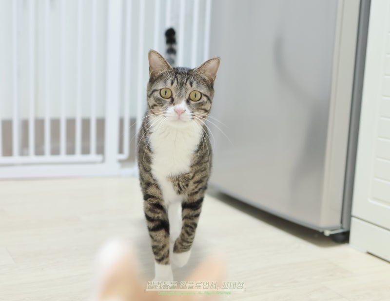 고양이꿈 해몽, 안기거나 따라오는 꿈은 길몽일까?