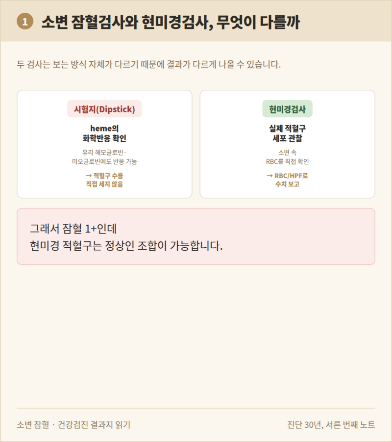소변 잠혈 1+인데 현미경 적혈구는 정상인 이유