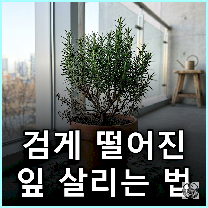 "창문 꼭 닫아뒀더니" 베란다 로즈마리 잎 검게 우수수 떨어진 이유