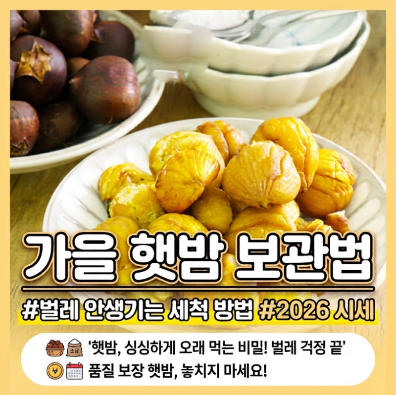 가을 햇밤 보관법 벌레 안생기게 소금물 세척과 2026 시세