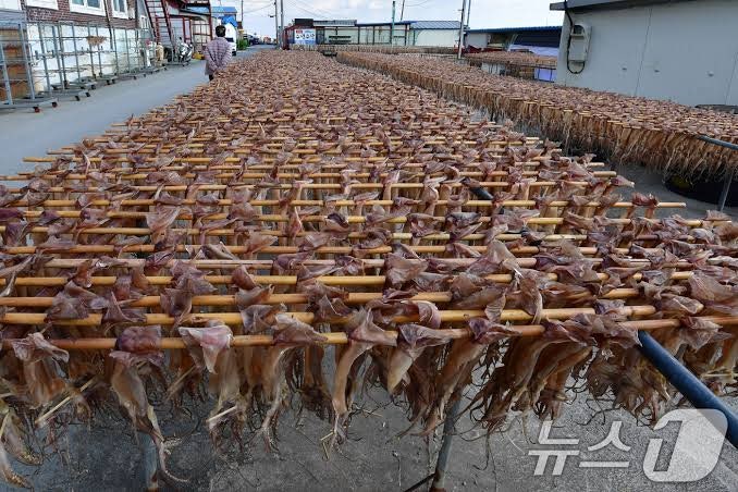 [구룡포 피데기] 겉은 쫄깃 속은 촉촉! 진짜 인생 반건조 오징어 추천 및 맛있게 구우는 법